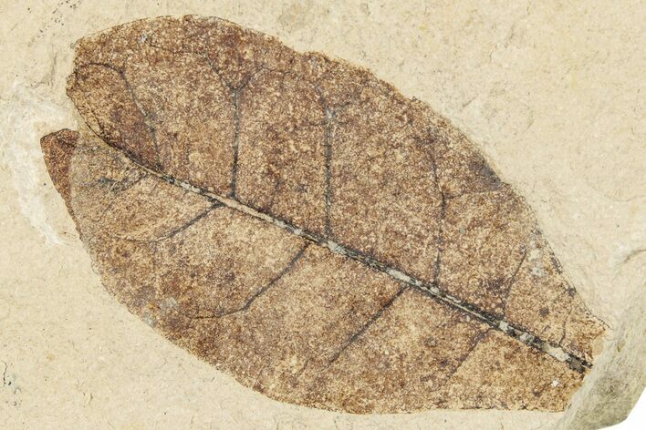 Fossil Leaf - France #254272